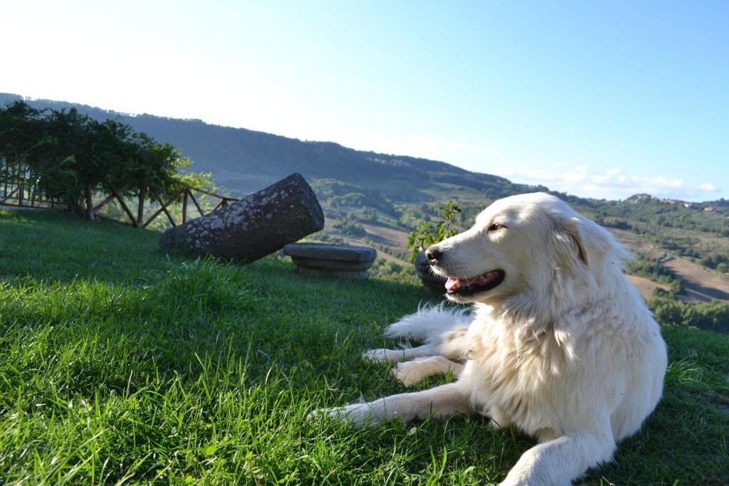 Agriturismo Lapone Орвието Екстериор снимка